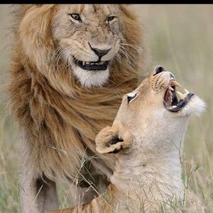 Meet your Posher, Donmonique